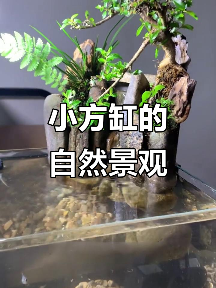 鱼缸造景大揭秘：山林小方缸打造自然生态