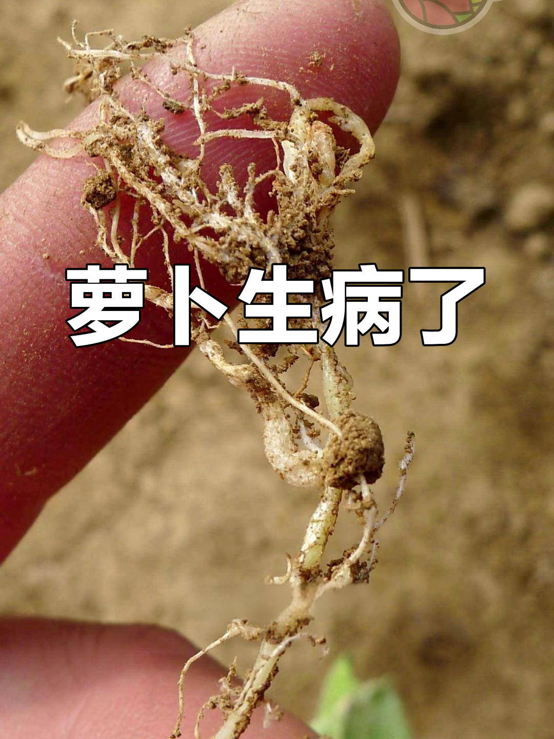 萝卜变“人参”?竟是根结线虫惹的祸!
