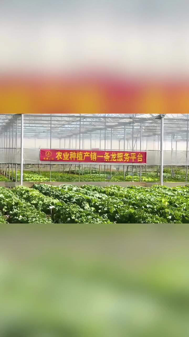 嵩明县廷森科技园举办大型叶类蔬菜新品种展示观摩活动 三农