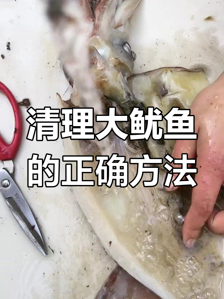 大鱿鱼肚子里的黄到底能不能吃?教你处理技巧