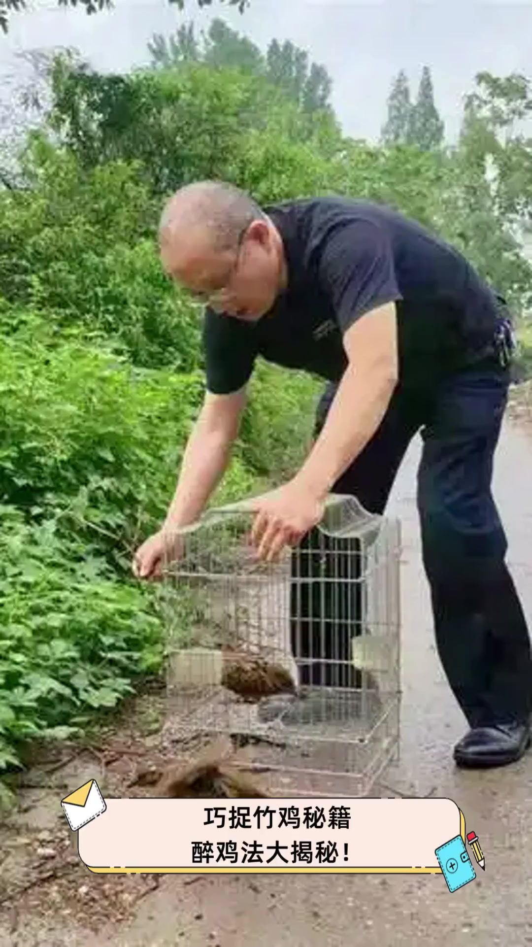 巧捉竹鸡秘籍,醉鸡法大揭秘!