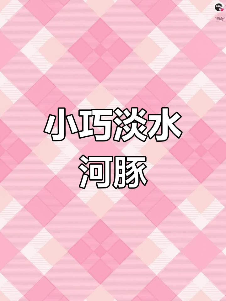 3月28日河豚萌宠鱼,小巧可爱耐养