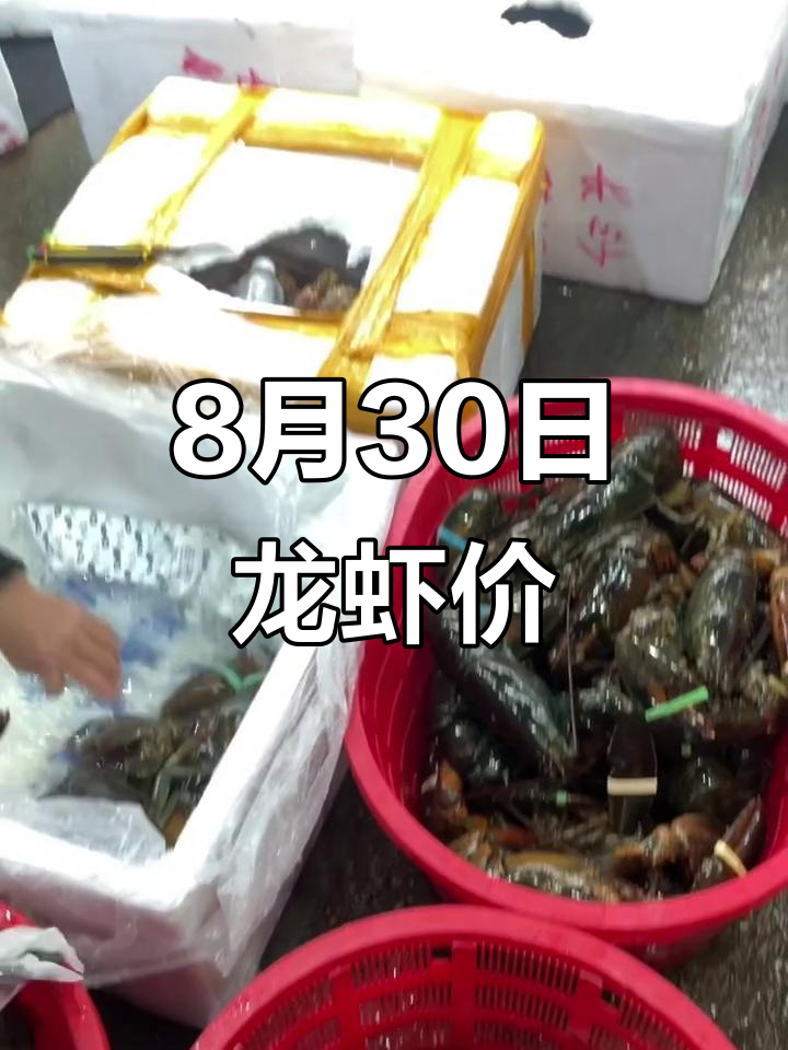波士顿龙虾价格大揭秘,30日行情135元/斤