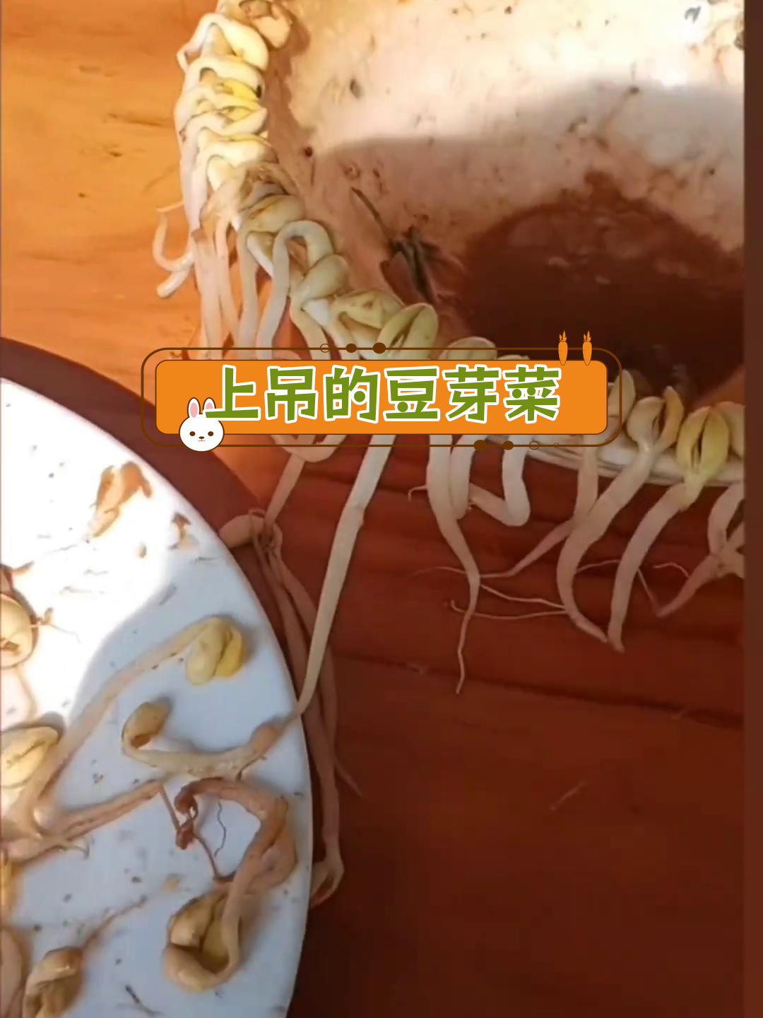 第一次见豆芽“上吊”,竟然是这样!