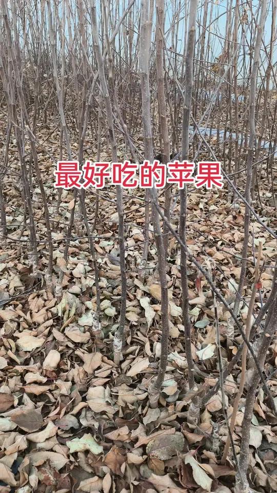 最好吃的苹果 @