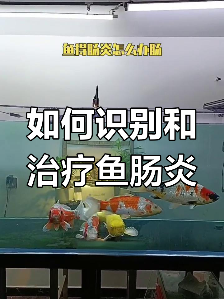 鱼肠炎症状与治疗方法