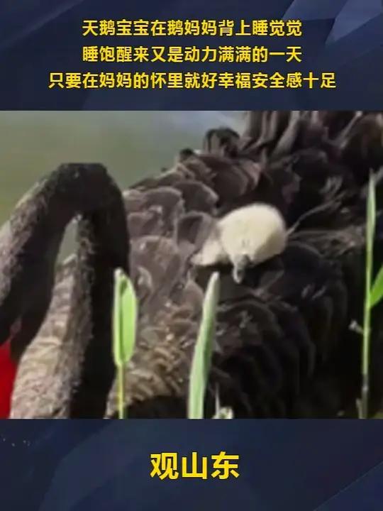 天鹅宝宝在鹅妈妈背上睡觉觉