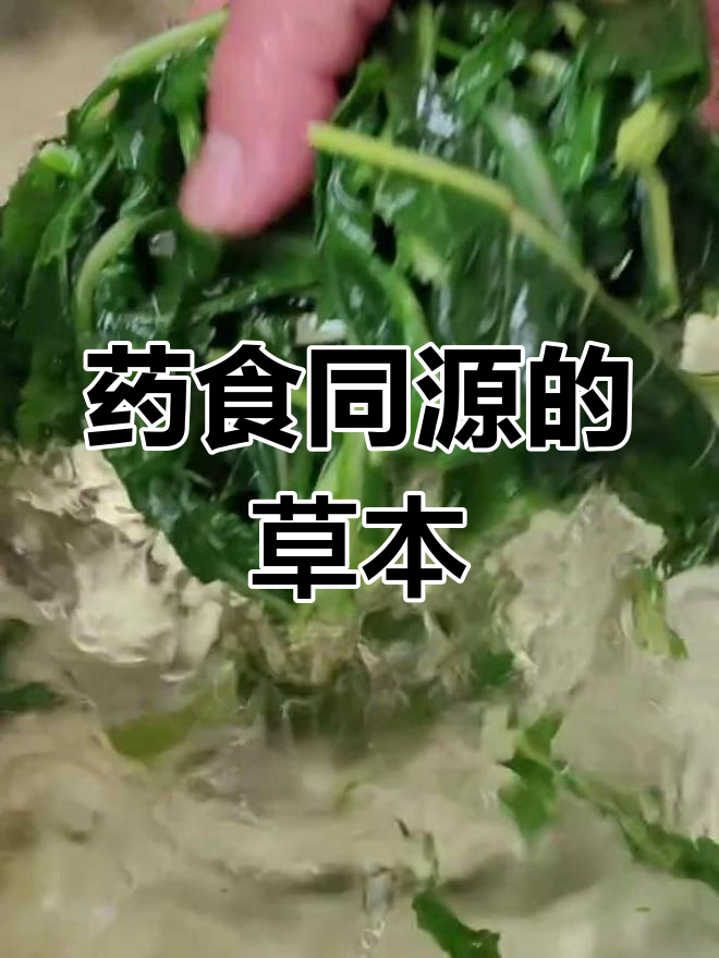 苦荬菜,曾是救命草,如今成美味佳肴,清爽又健康