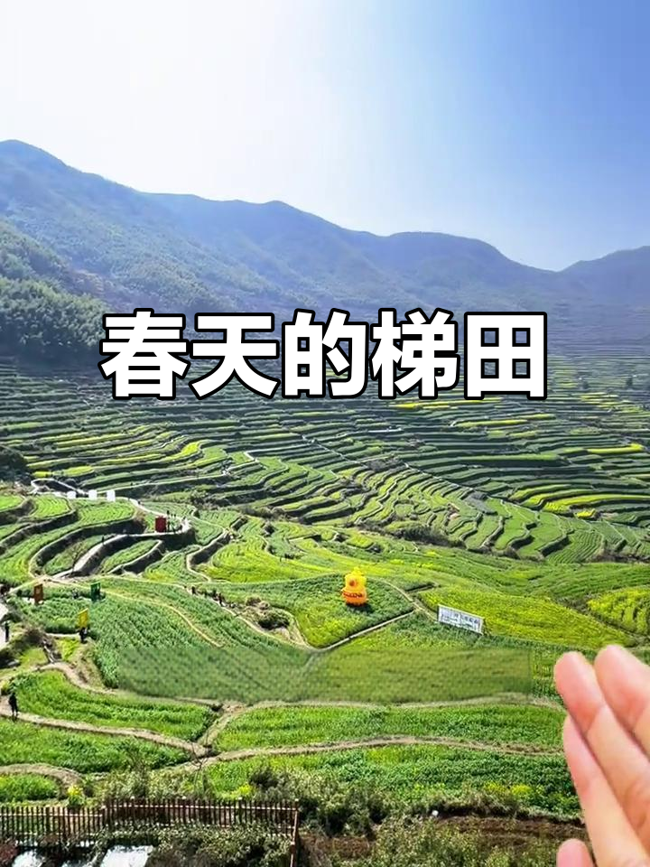 覆卮山梯田,春意盎然,油菜花初绽,静享自然之美