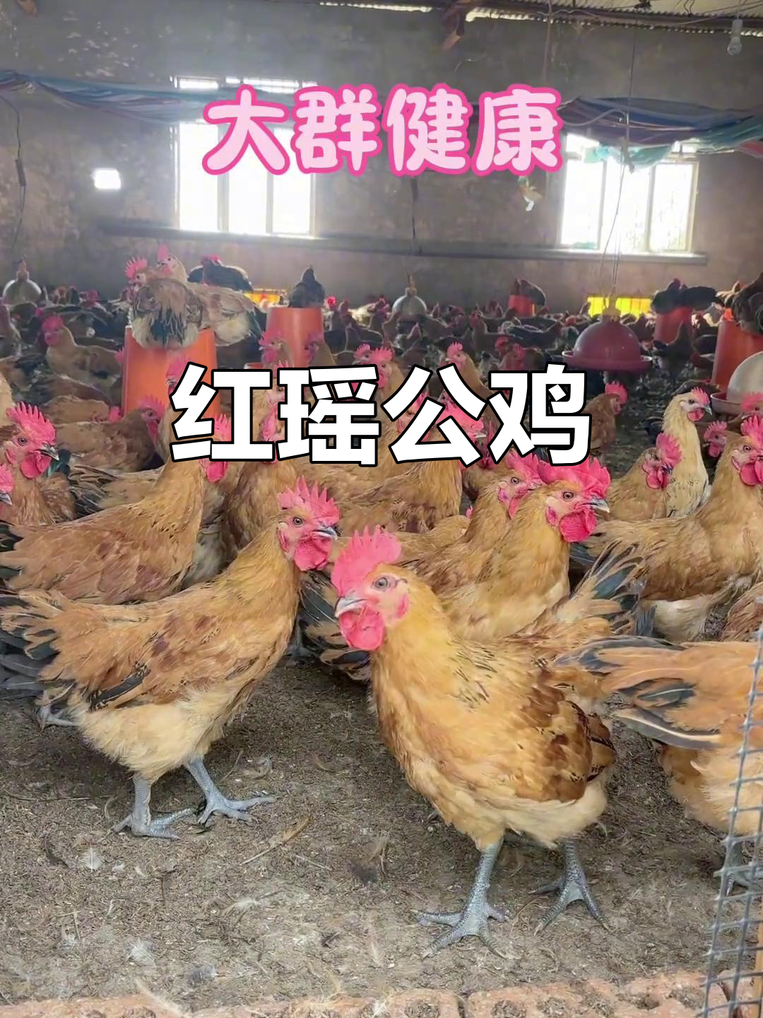 10月1日红瑶公鸡成年重约7斤,数量达万只