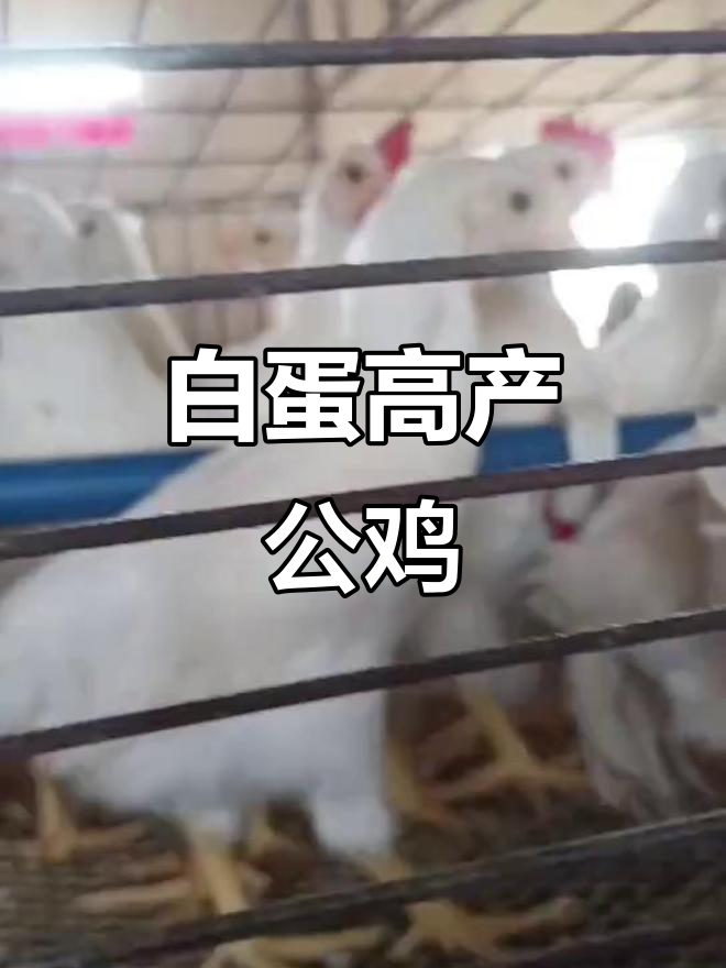 高产白蛋鸡，优质公鸡品种推荐