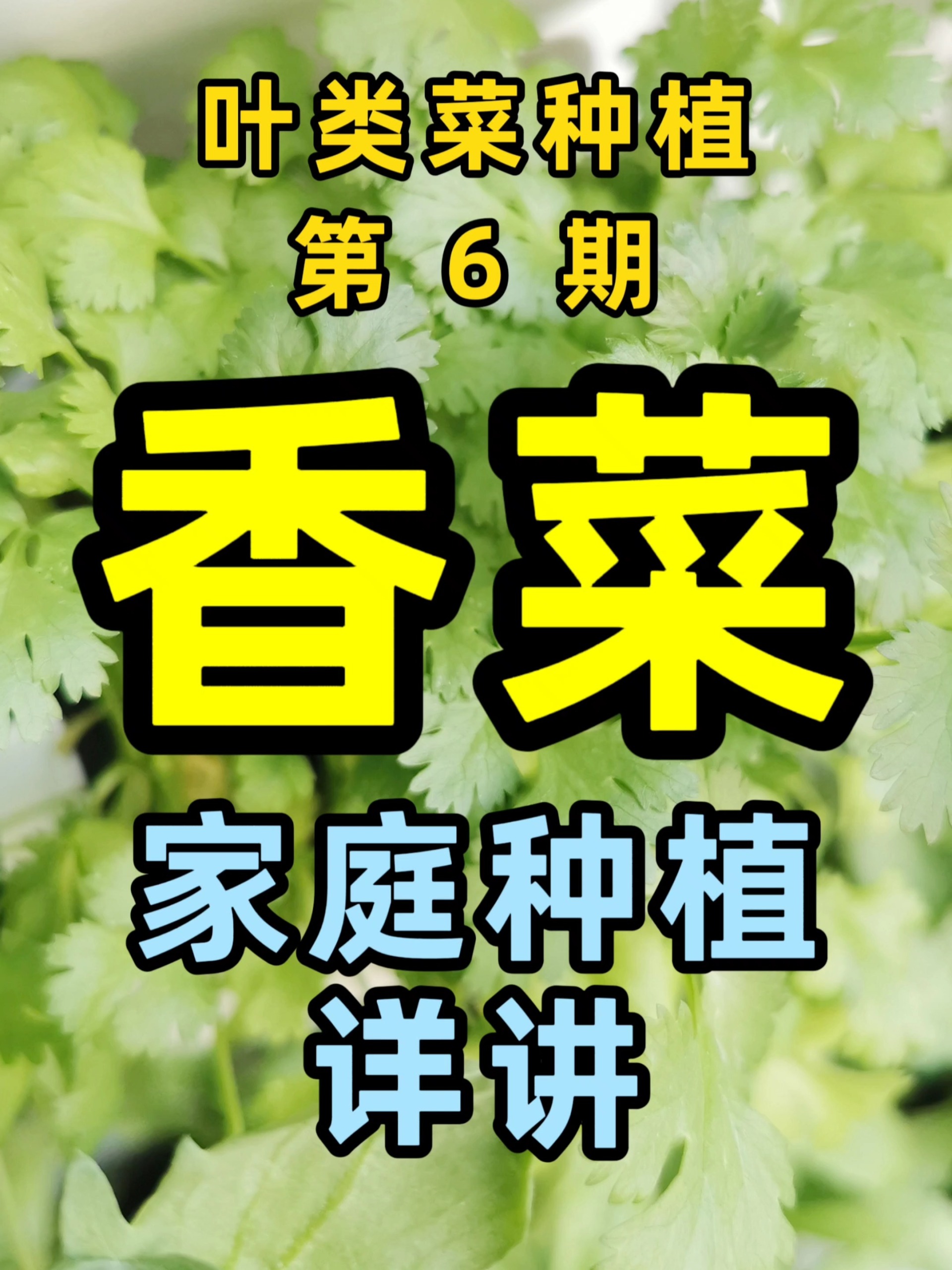 如何在家里种香菜?一个视频全讲清!