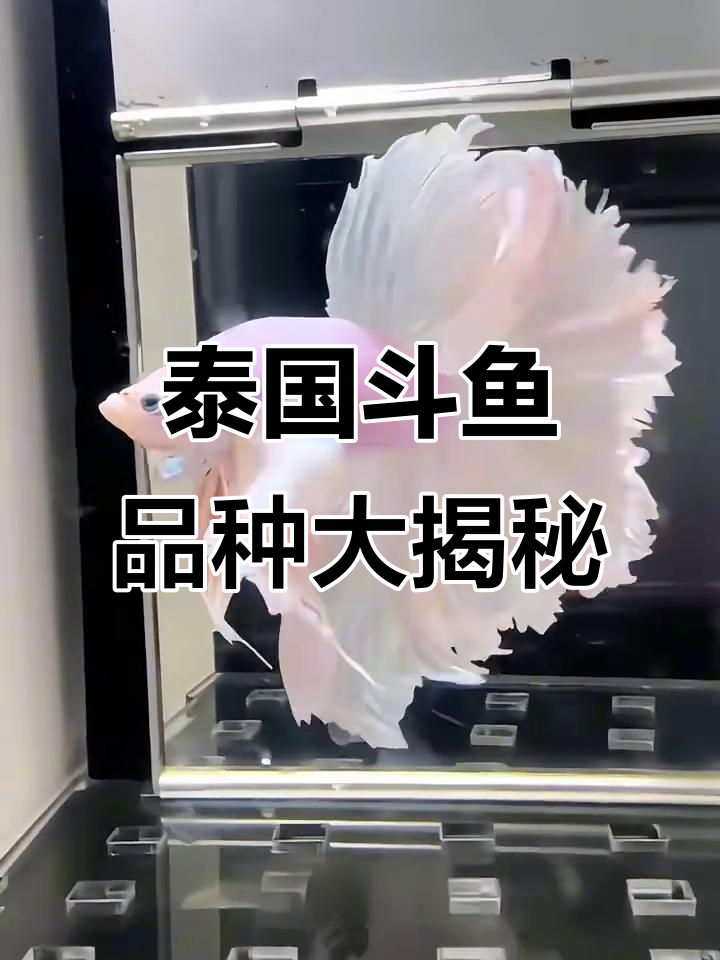 这些泰国斗鱼品种,你了解吗?