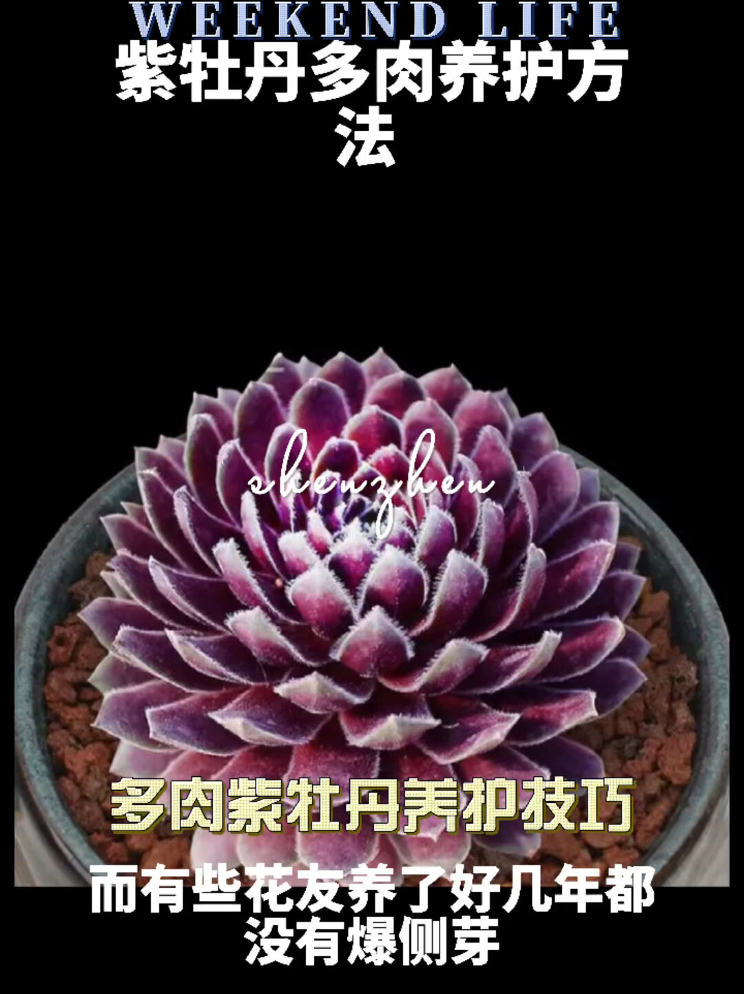 多肉紫牡丹养护技巧