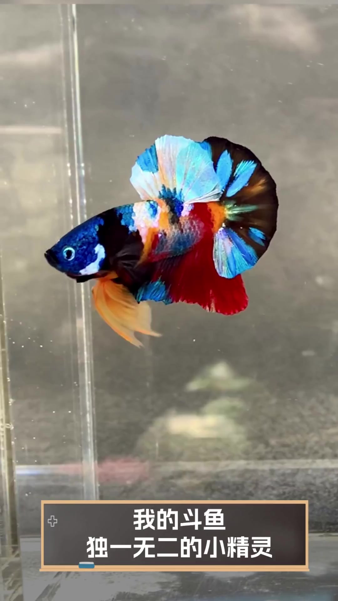我的斗鱼,独一无二的小精灵