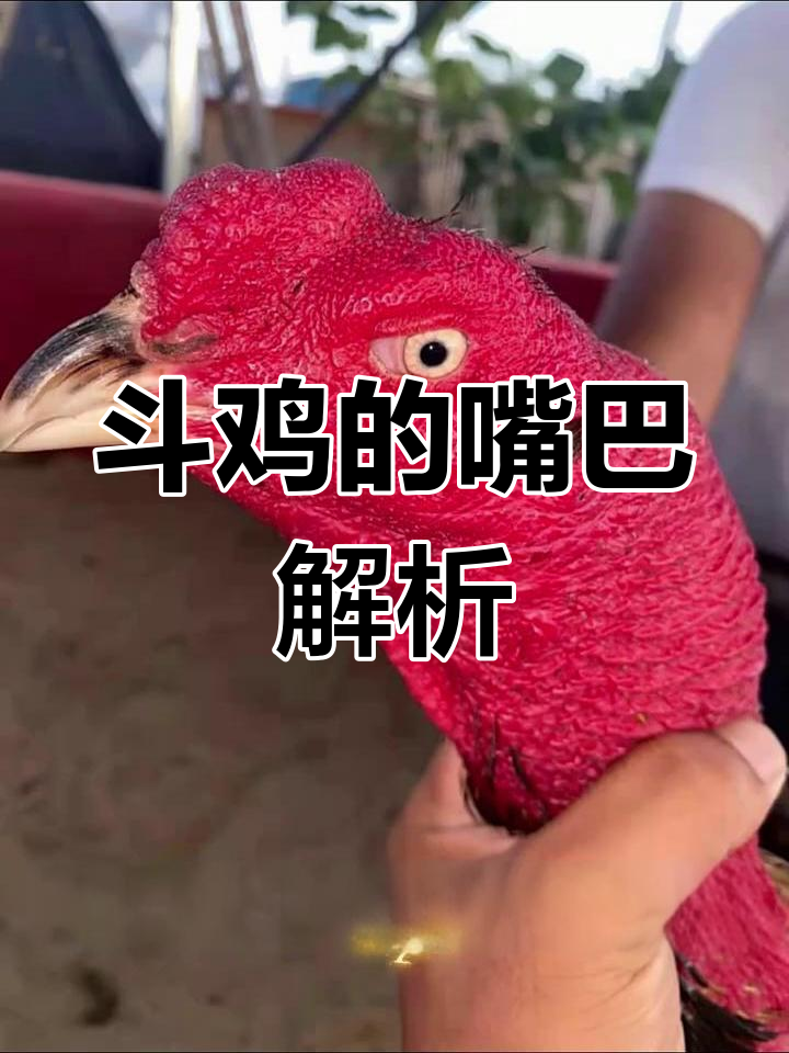 斗鸡嘴型揭秘：短粗与细长哪种更强？
