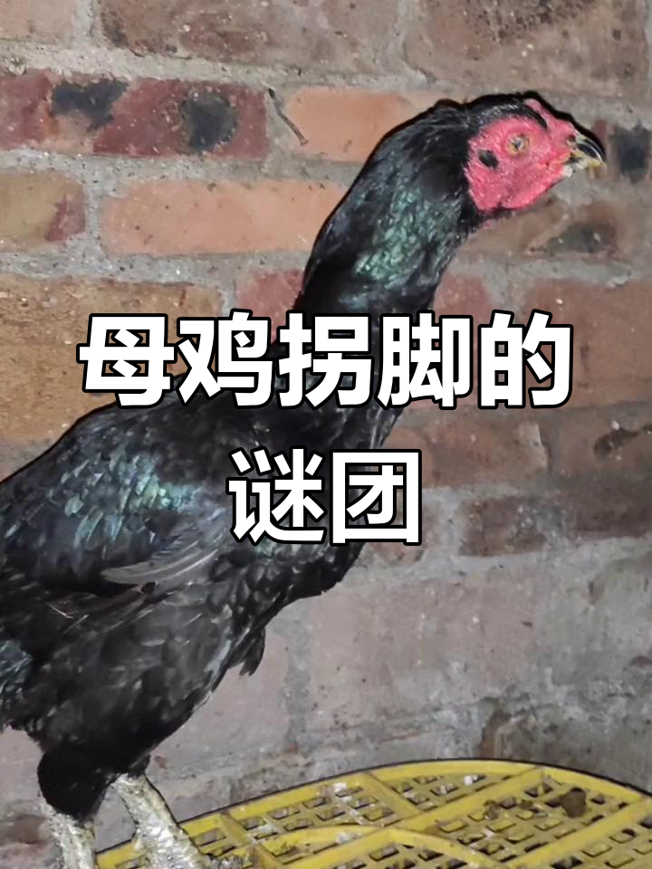 母鸡的“拐”脚是怎么来的?难道是差点变成公鸡吗?