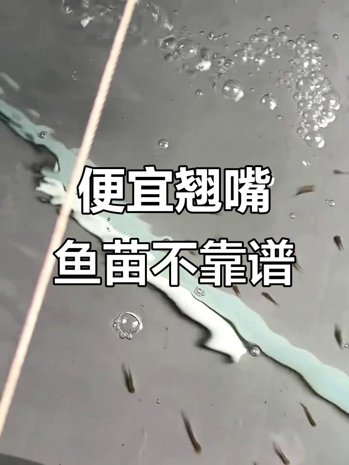 买了便宜的翘嘴鱼苗,结果全是麦穗!