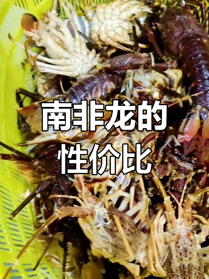 南非龙虽小,价格亲民,但口感远不及澳龙