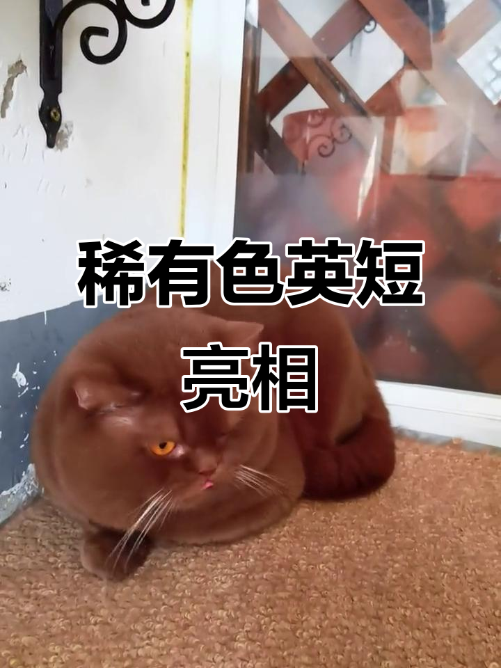 密室里的稀有肉桂色英短,终于亮相了!