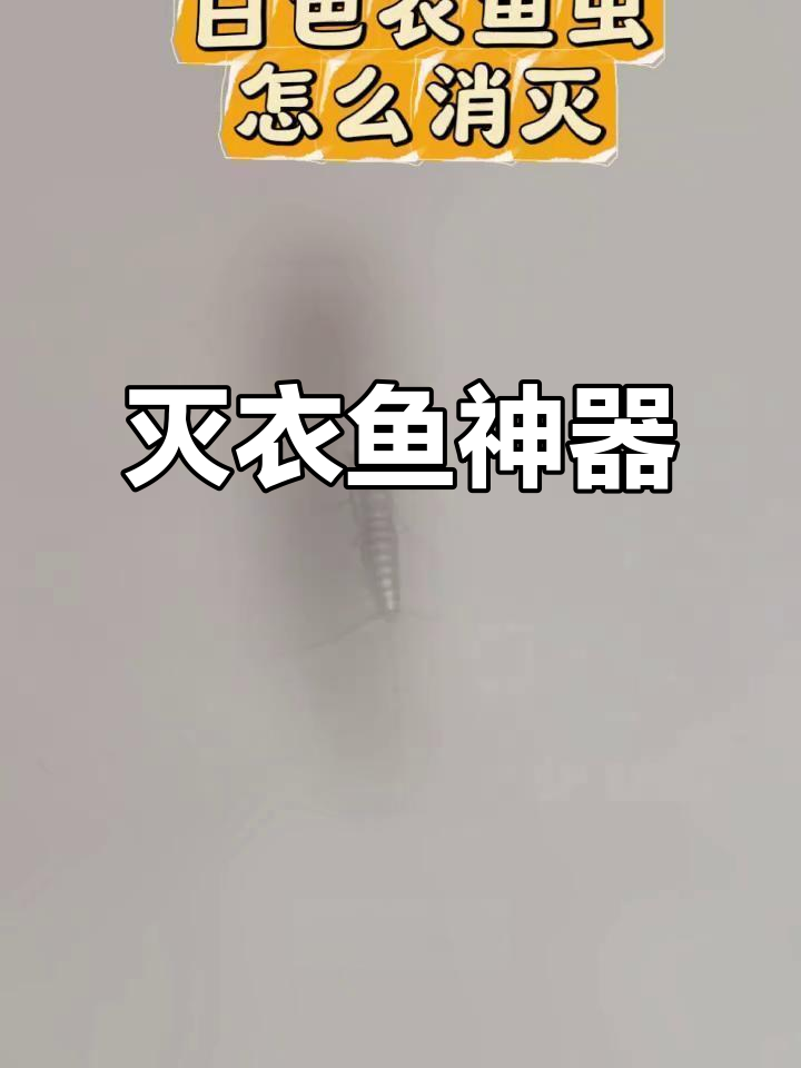 尝试多种药后,洁兵撒即必彻底消灭衣鱼虫