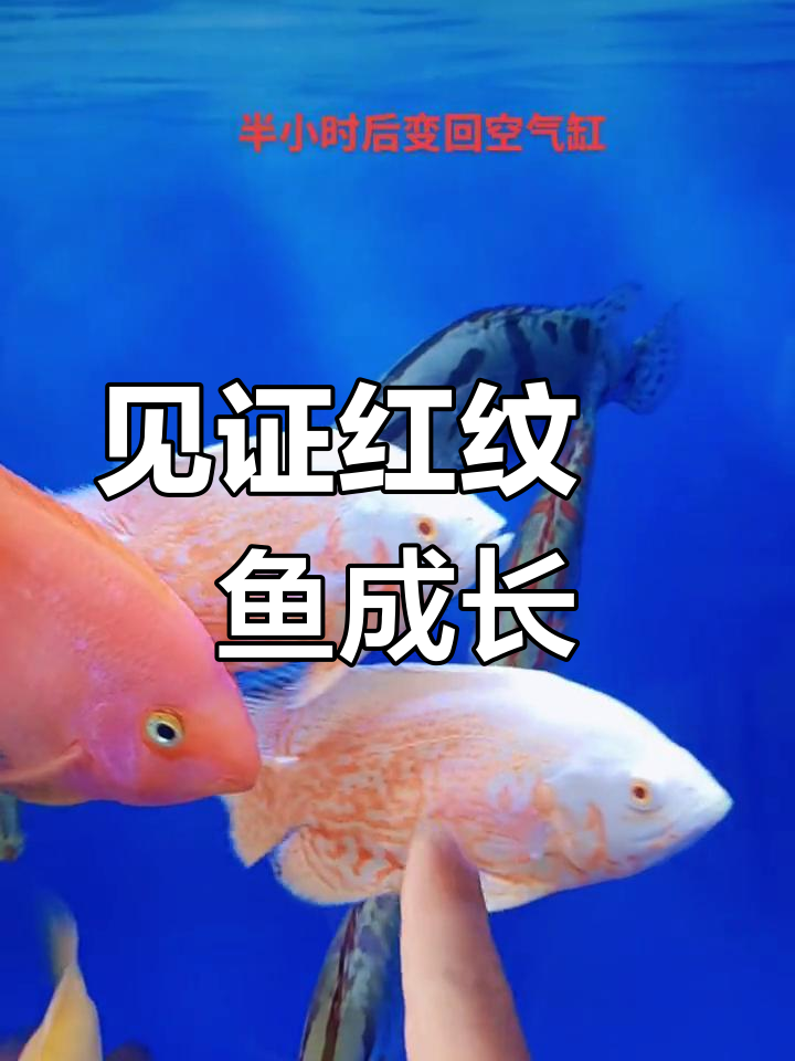红纹鳜鱼成长日记:从奶鳜到成鱼的蜕变