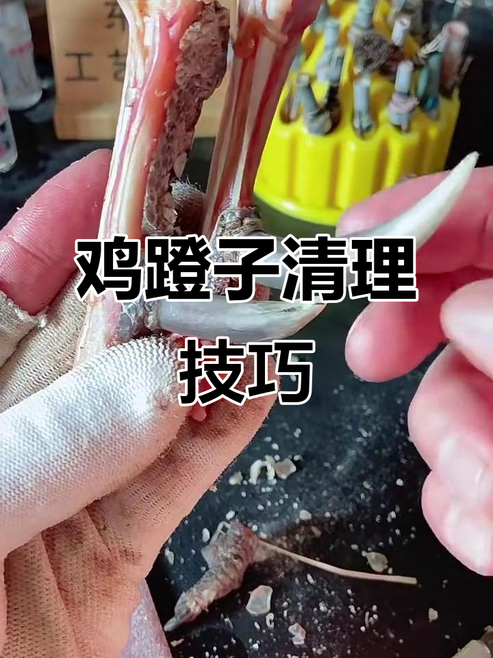 鸡蹬子处理全流程,六千块搞定!