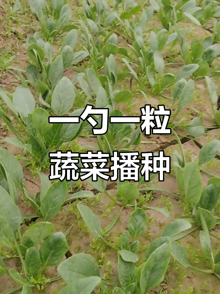 菠菜套种芹菜,播种机让种植更高效