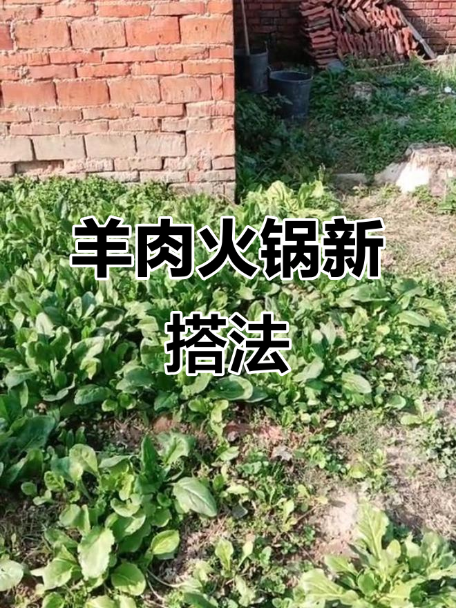 回家做个羊肉火锅,菠菜搭配最美味!