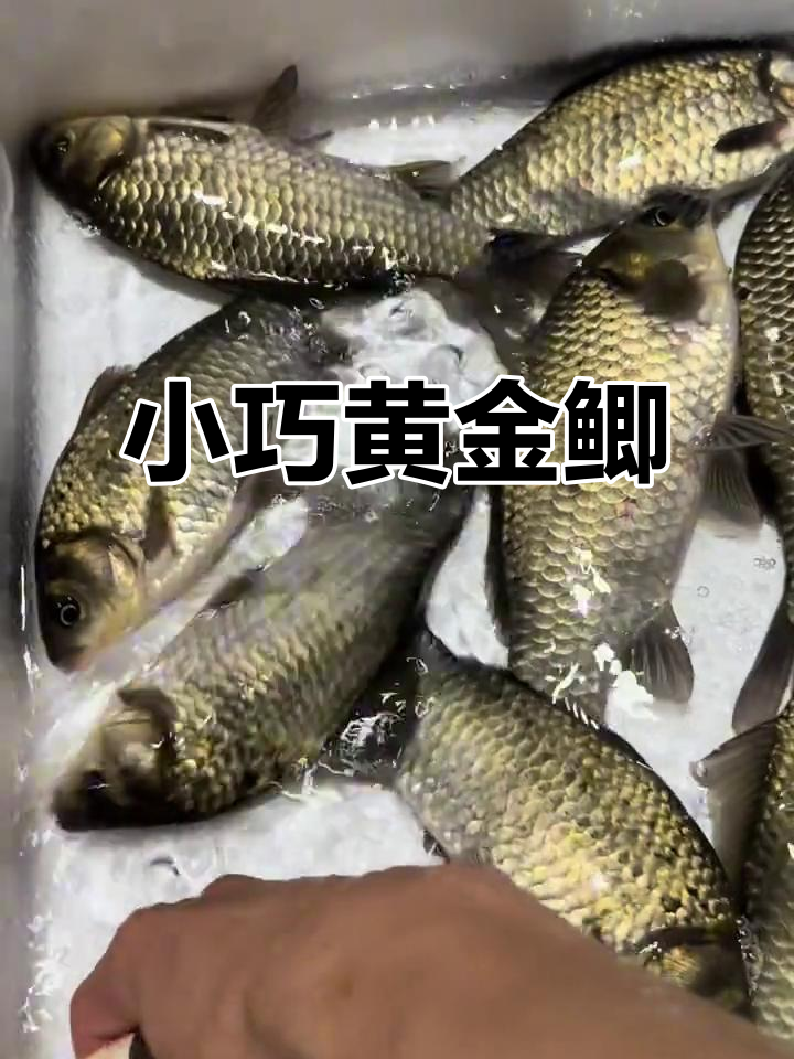 黄金鲫鱼,溪水中的小精灵,永远长不大