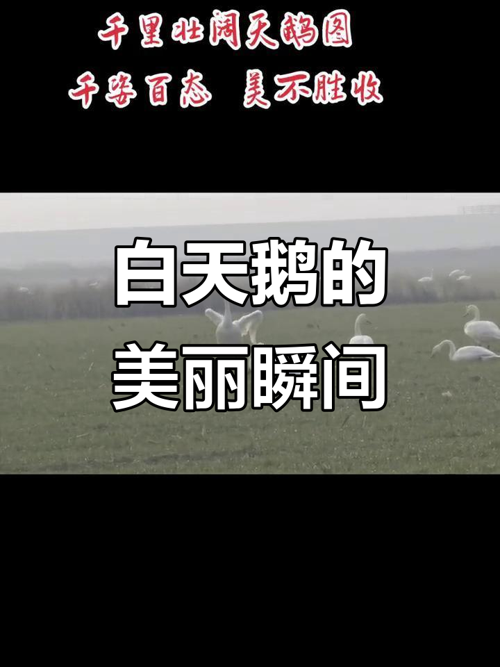 白天鹅优雅飞翔,湿地慵懒,冰面家庭温馨可爱