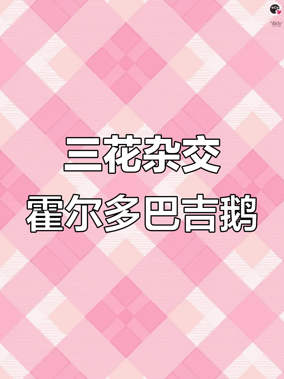 霍尔多巴吉鹅苗,三花杂交品种助力农业发展