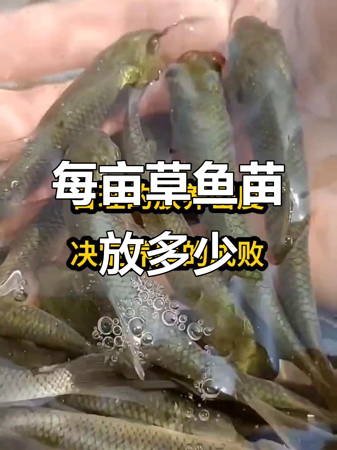草鱼苗放养密度如何控制?每亩最佳数量揭秘