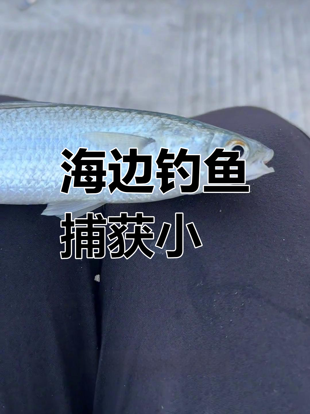 近海梭鱼钓捕体验,肉质鲜美但刺多