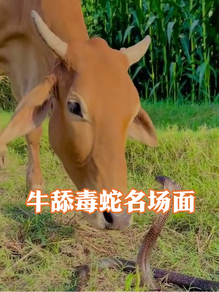 黄牛胆大包天舔眼镜蛇,蛇气到炸毛却无可奈何