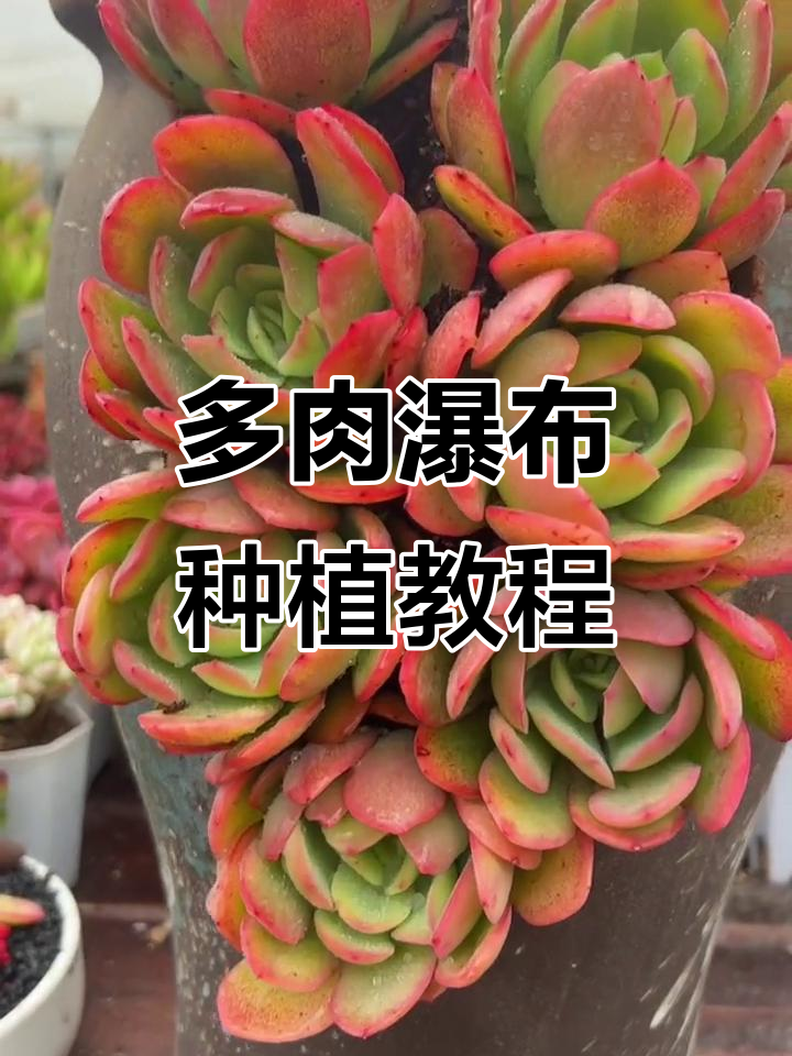 打造绮罗多肉瀑布造型，轻松学会种植技巧