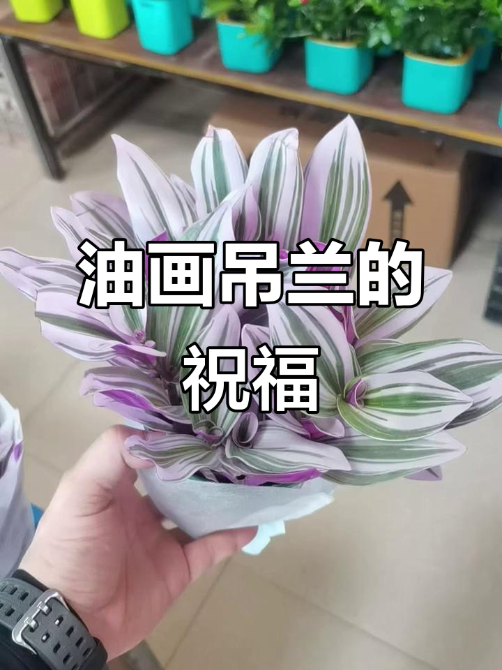 婚礼油画吊兰,紫气东来,寓意满满