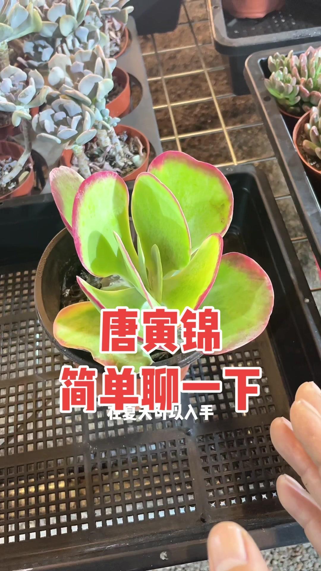 多肉植物 唐寅锦,夏型种。可以长得很大,喜光照,夏季要遮光,避免叶片边缘干枯。盆土可适度加