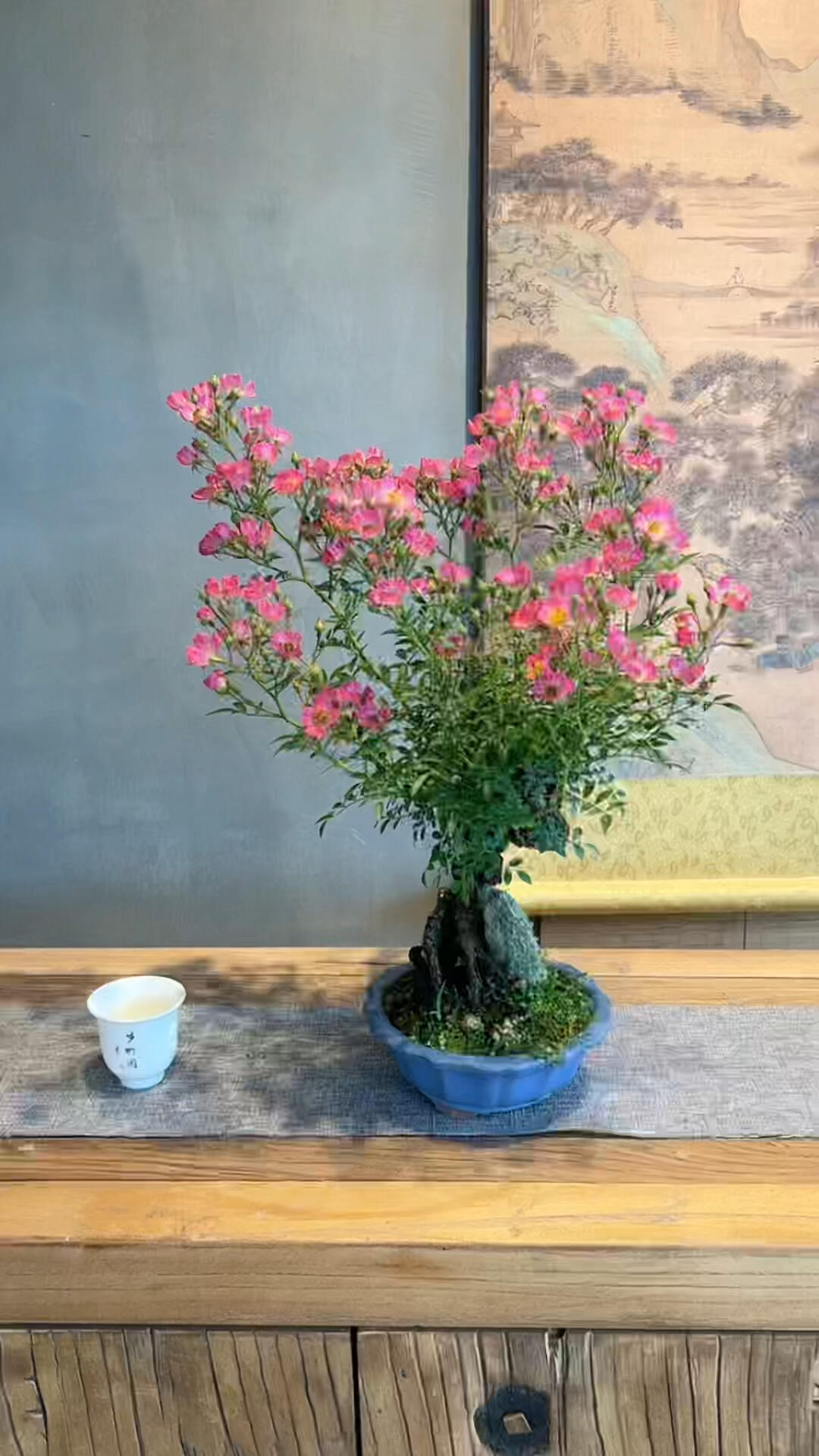 陆续开花的原生韩国姬蔷薇盆景