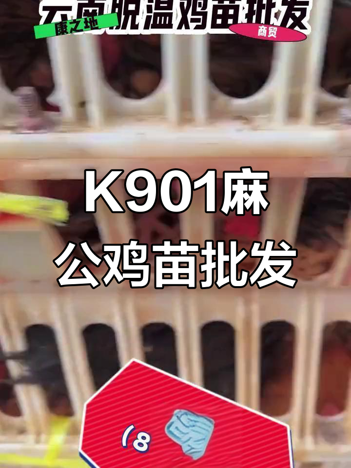 云南K901麻公鸡苗批发,品质保障