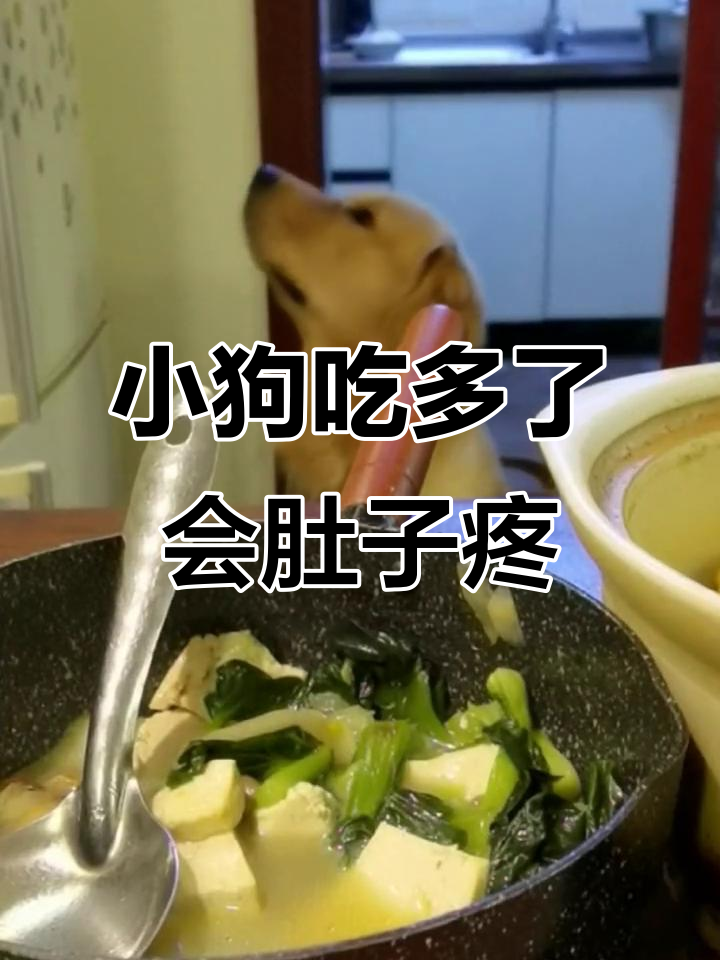 金毛吃虾超标,肚子痛到不行!