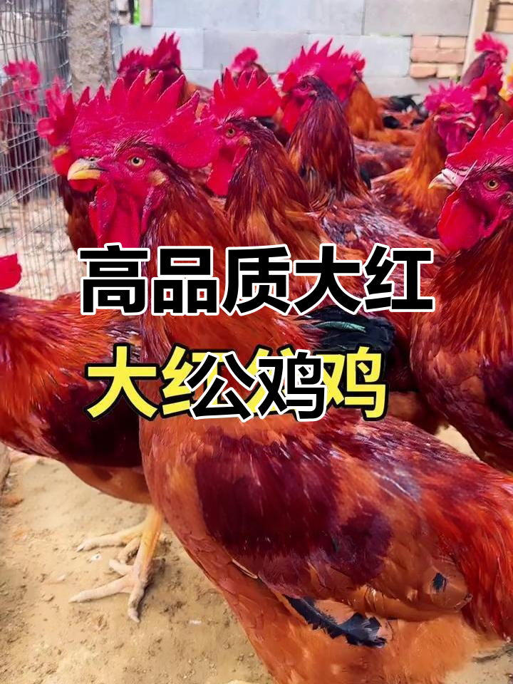 农村散养大红公鸡，品质超乎想象