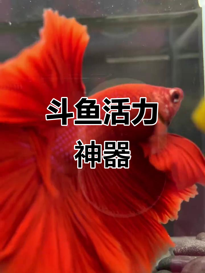 斗鱼棒让鱼儿活跃,拍照瞬间变身水中舞者!