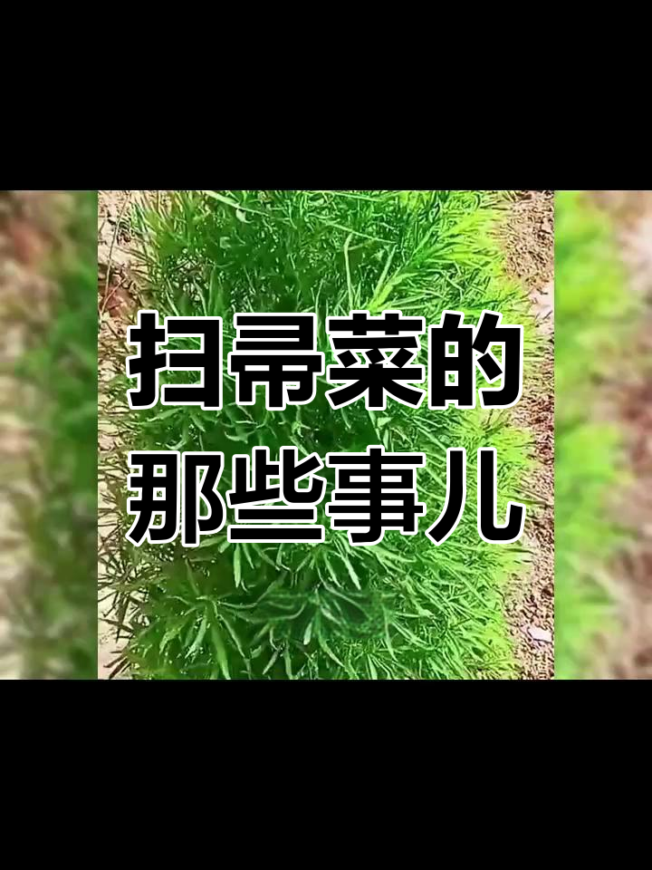你见过这种扫帚菜吗?农村的朋友都叫它什么名字呢