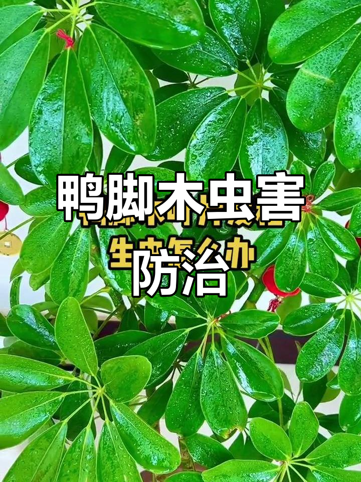 鸭脚木叶片发粘?这些虫子惹的祸,防治方法全揭秘