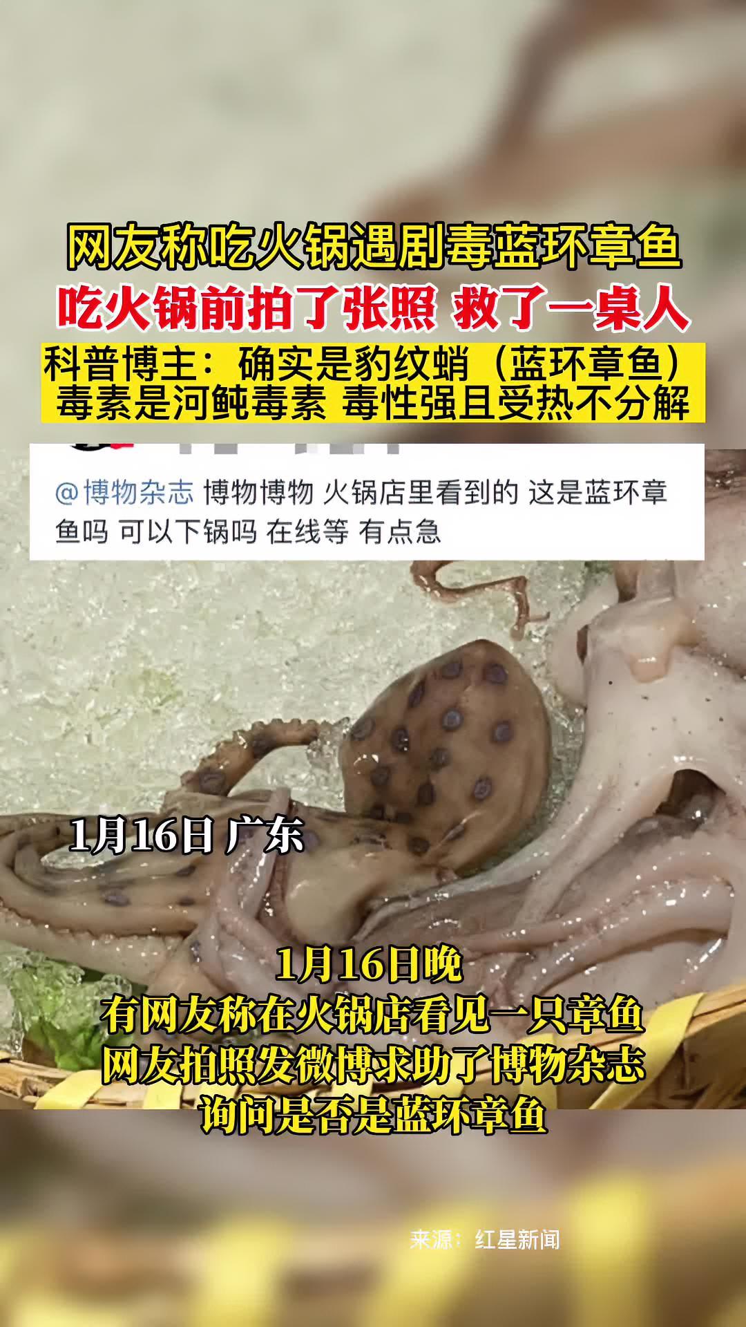 网友称吃火锅遇剧毒蓝环章鱼 吃火锅前拍了张照 救了一桌人 科普博主:确实是豹纹蛸(蓝环章鱼