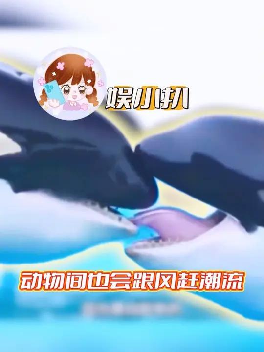 虎鲸学者:搞不懂,根本搞不懂,纯抽象