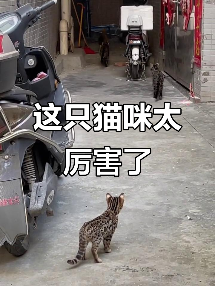 流浪猫竟想抓鸡吃,练家子般的身手让人惊讶