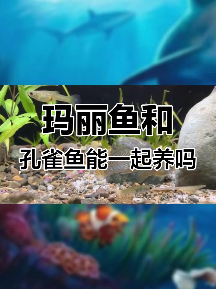 玛丽鱼与孔雀鱼的混养技巧