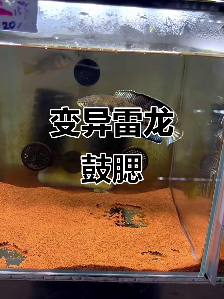 喜马拉雅雷龙鱼变异大帆，鼓鳃展示震撼全场